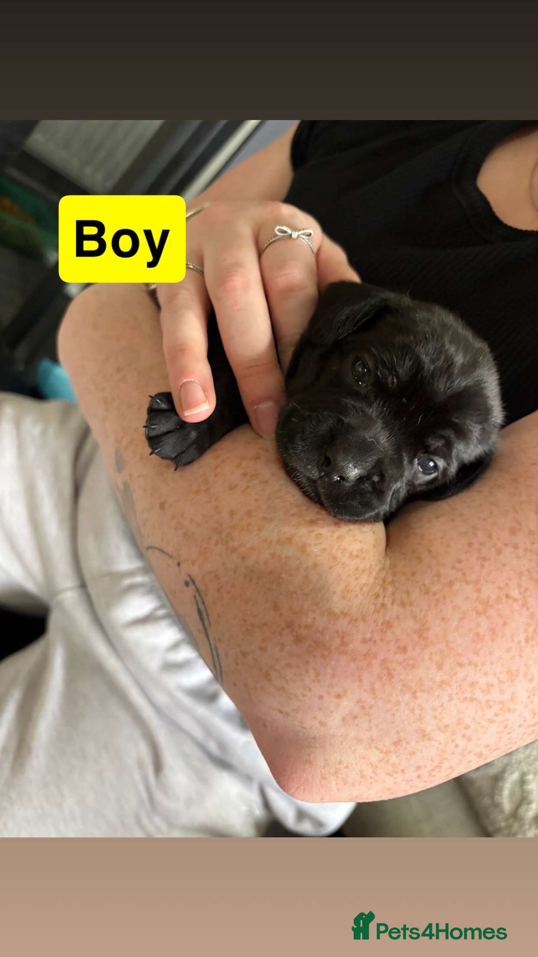 Mixed Breed dogs for sale: Frocker puppies - Advert 4