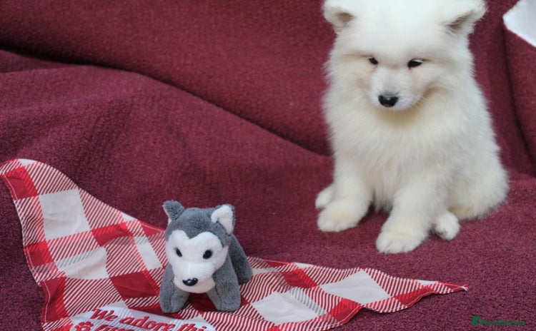 Samoyed dogs - Advert 1