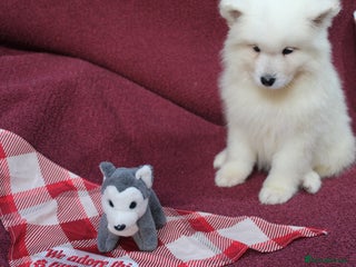 Samoyed dogs - Advert 3