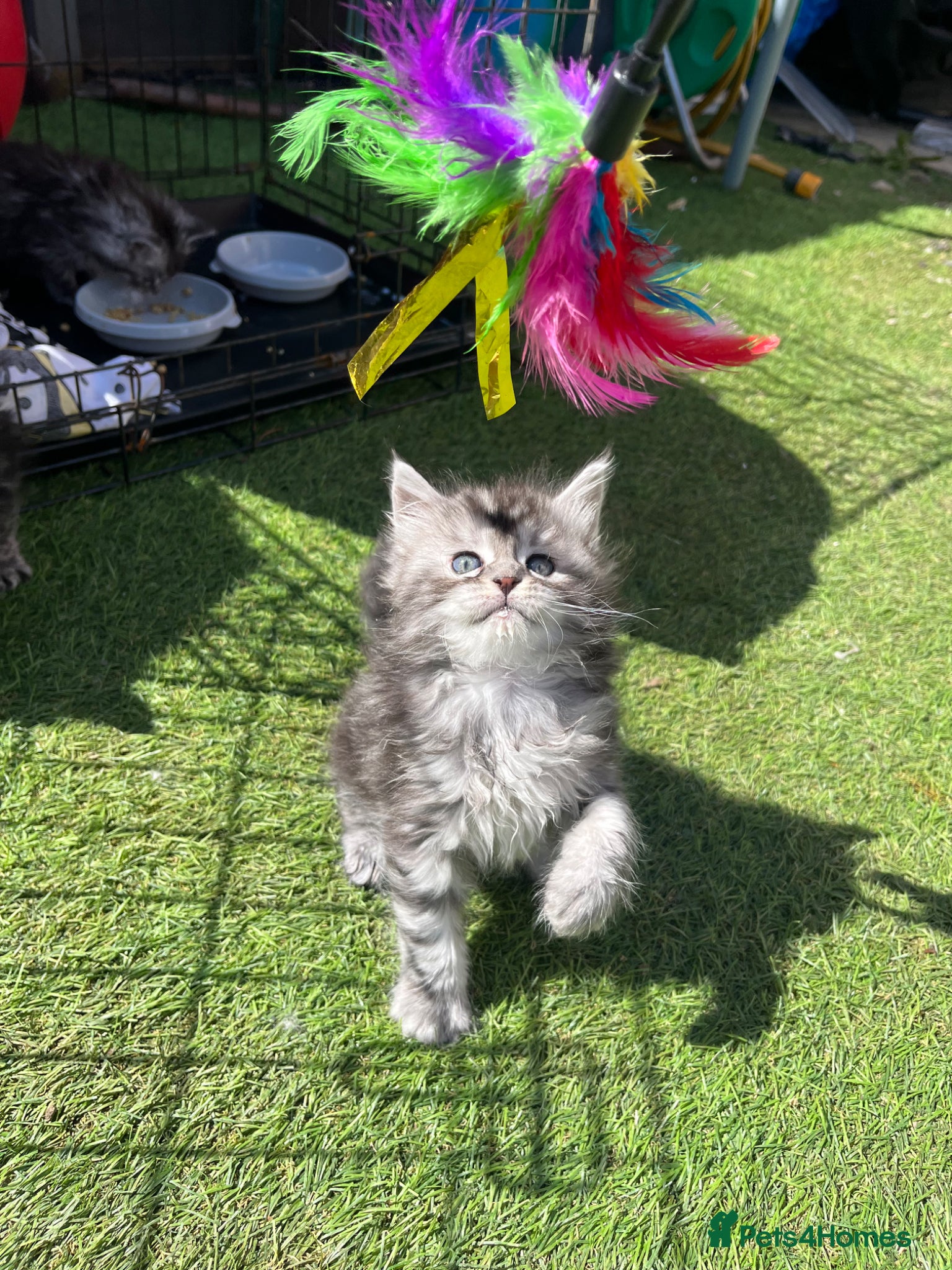 Maine Coon cats Maine coon kittens  - Advert 1