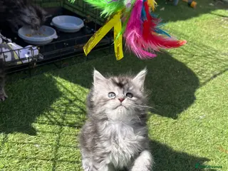 Maine Coon cats Maine coon kittens - Advert 7