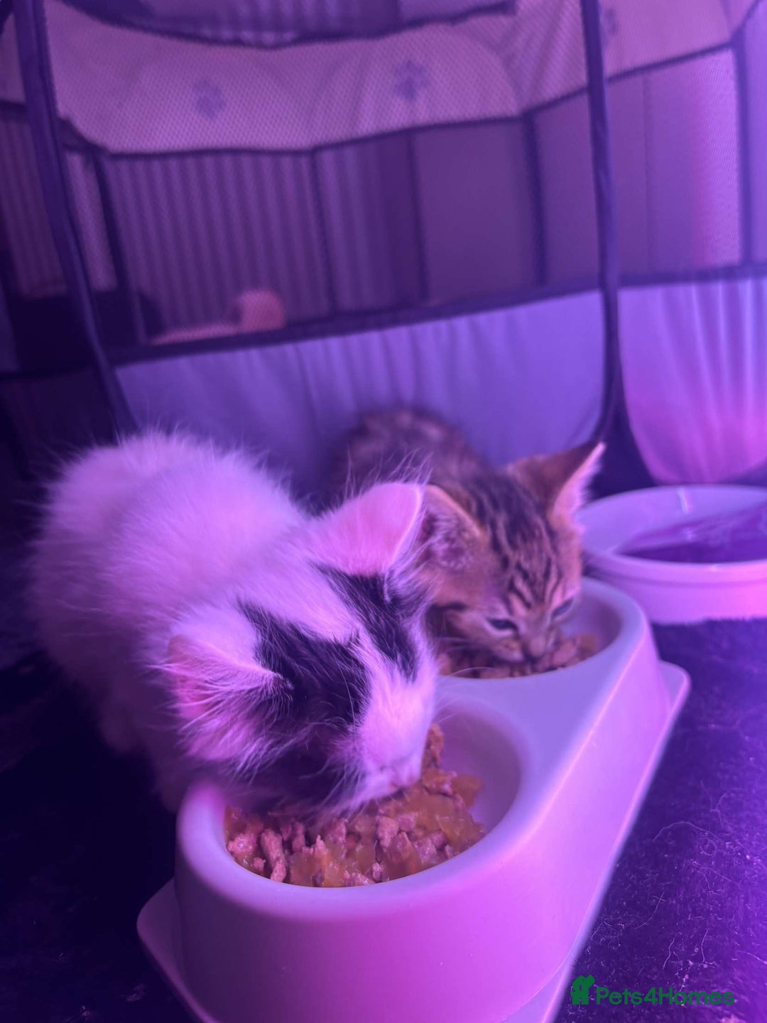 Domestic Shorthair cats for sale: 1 cat and 2 kittens  - Image 5