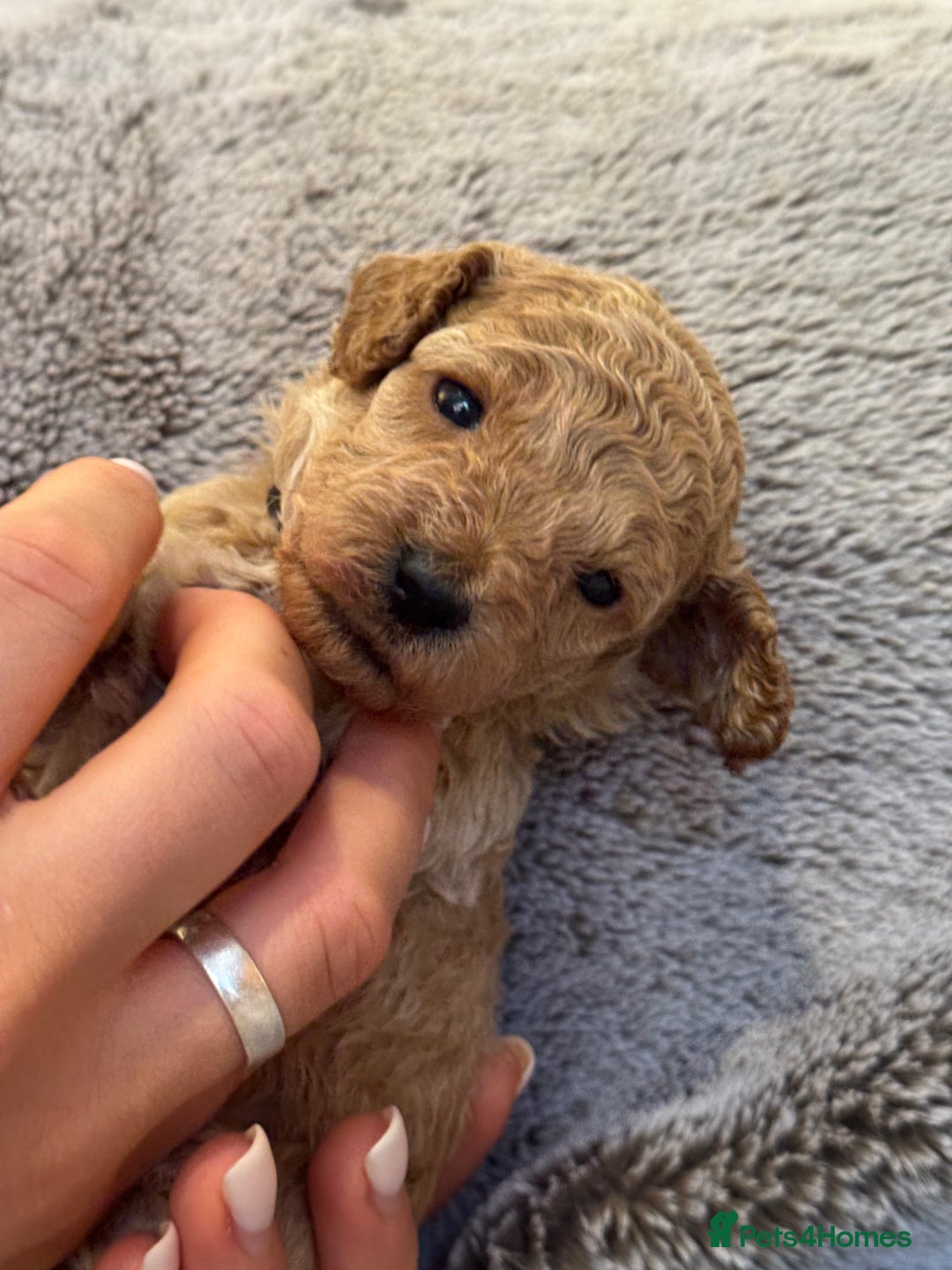 Miniature Poodle dogs for sale: DNA Health tested.Miniature KC Poodle Puppies - Image 12