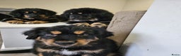 Tibetan Mastiff dogs for sale: Tibetan mastiff puppies  - Advert 10