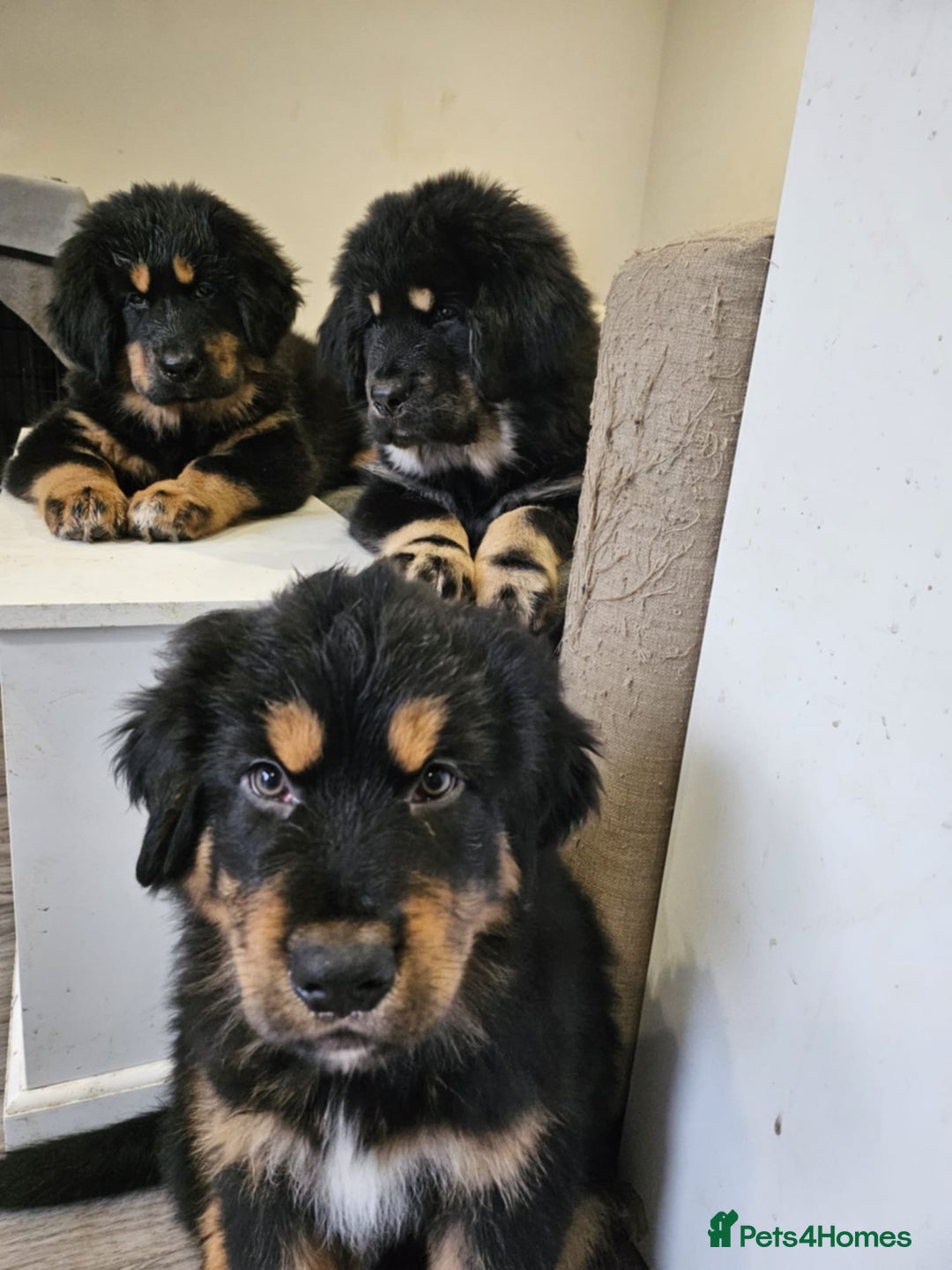 Tibetan Mastiff dogs for sale: Tibetan mastiff puppies  - Advert 10
