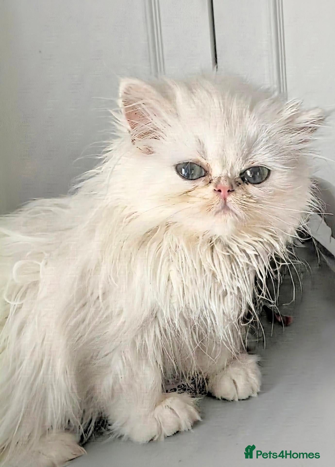 Persian cats  Persian Silver Shaded/Tipped kittens ready now - Advert 2
