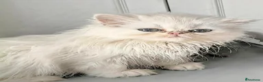 Persian 2