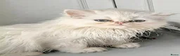 Persian cats for sale:  Persian Silver Shaded/Tipped kittens ready now - Advert 2