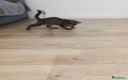 Mixed Breed cats for sale: Beautiful mixed breed kittens - Image 4