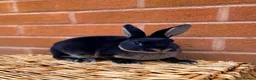 Rex rabbits for sale: 2 mini rex brothers  - Advert 5