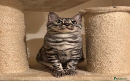 Bengal cats for sale: Special Silver Bengal Queen ❤️ - Image 6