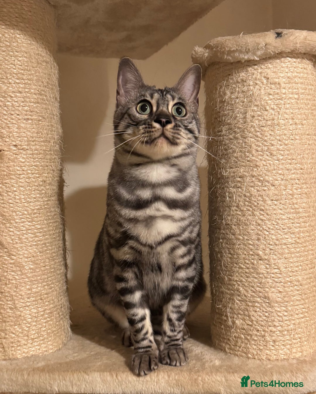 Bengal cats for sale: Special Silver Bengal Queen ❤️ - Image 6