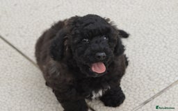 Poochon dogs for sale: F1 Poochon puppy for sale - Image 5