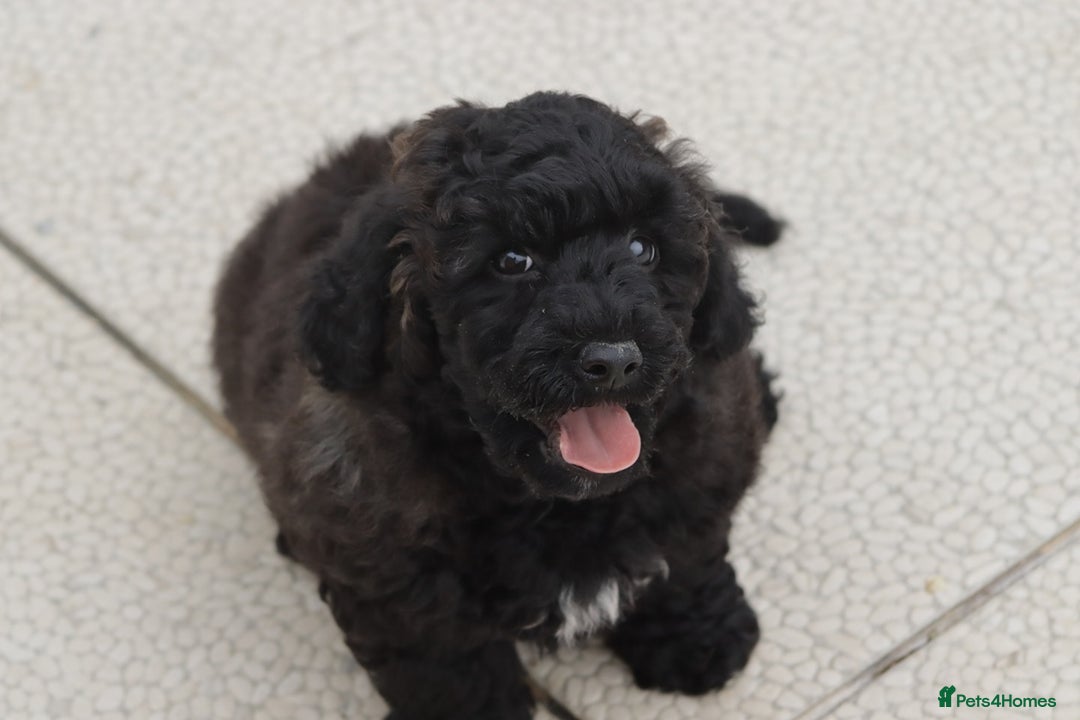 Poochon dogs for sale: F1 Poochon puppy for sale - Image 5