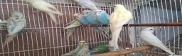 Mixed Breed birds for sale: Budgies for sale  - Advert 3