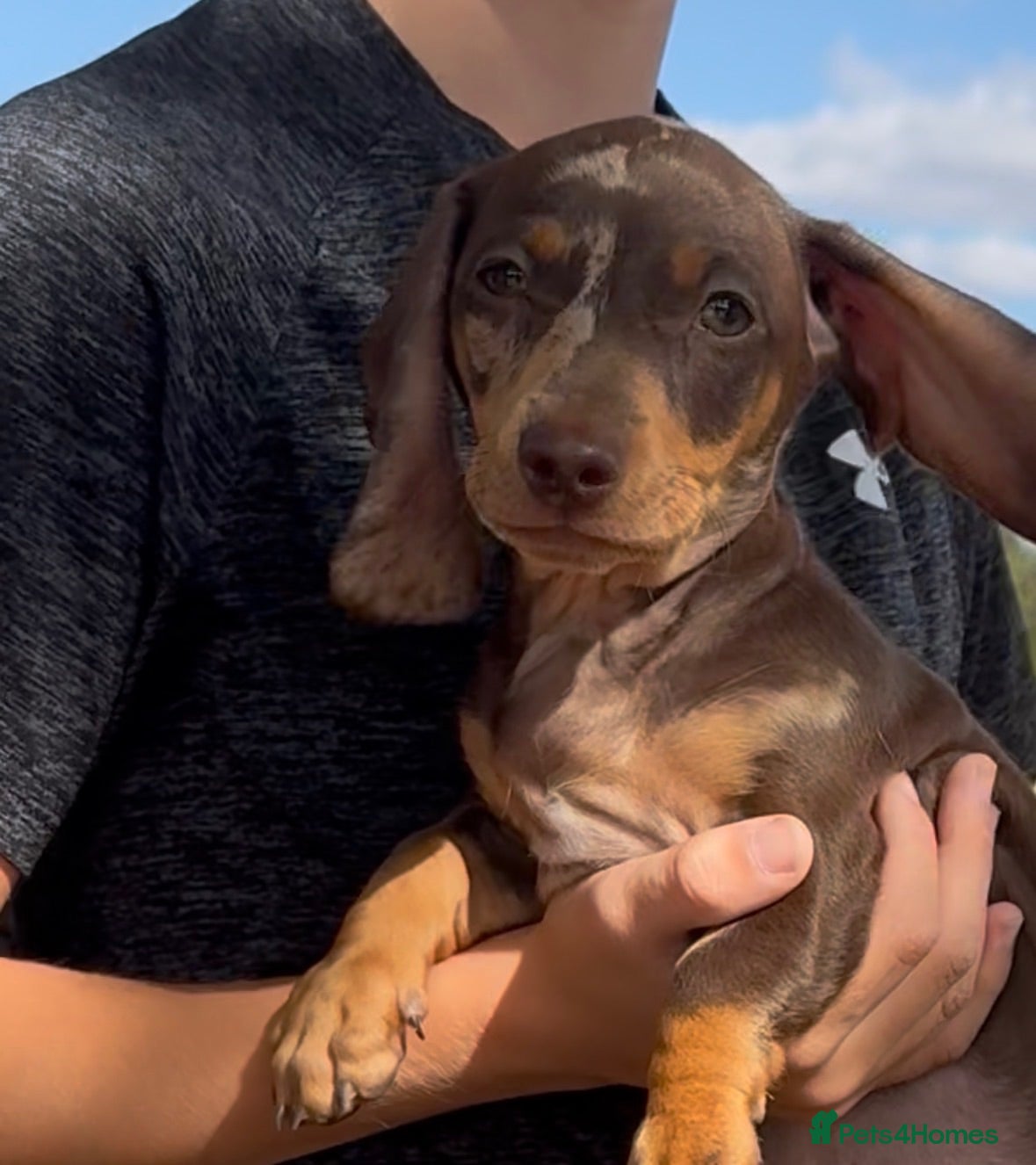 Miniature Dachshund dogs 🌸stunning female mini dachshunds 🌸 - Advert 11