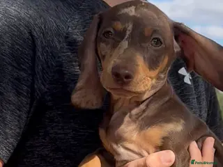Miniature Dachshund dogs 🌸stunning female mini dachshunds 🌸 - Advert 1
