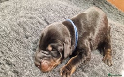 Dobermann dogs for sale: 3 Male Top Line Dobermans - Image 9