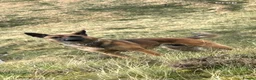 Mixed Breed dogs for sale: Belgian Malinois X  in Selkirk - Advert 4
