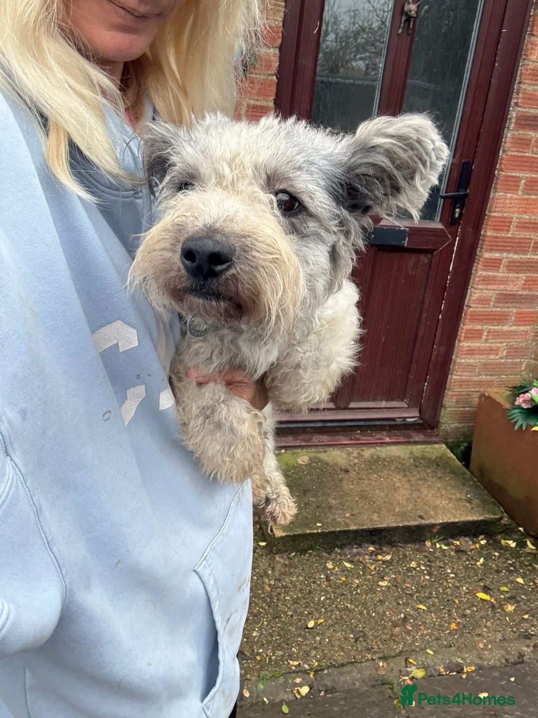 Mixed Breed dogs for adoption: Scruffy- Hingham Norfolk  - Advert 13