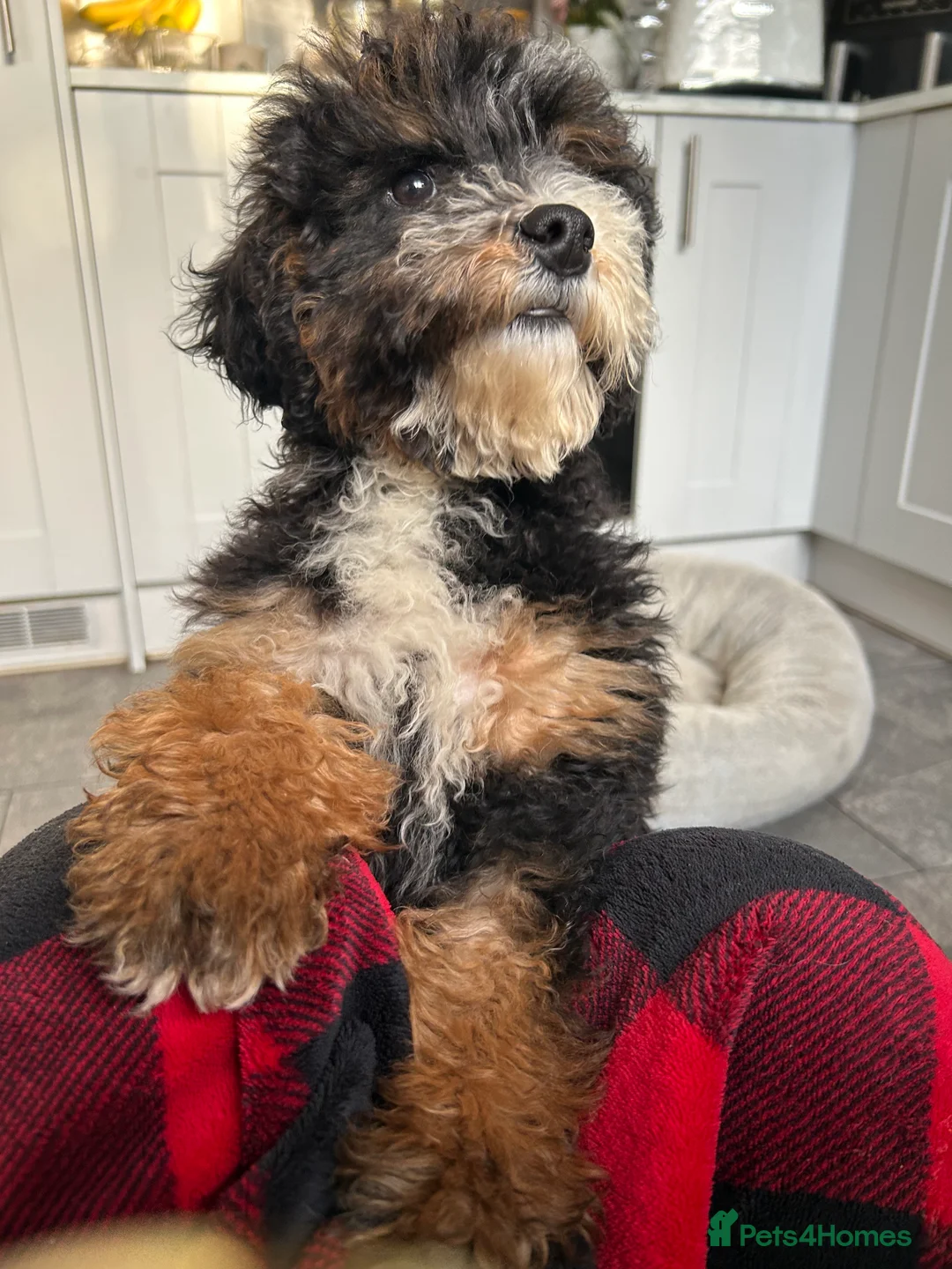 Mixed Breed dogs for sale: 🌟🌟Stunning Australian Cavapoo Puppies 🩷💙 m - Advert 9
