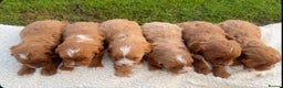 Cavapoo dogs for sale: Cavapoo Puppies - Advert 2