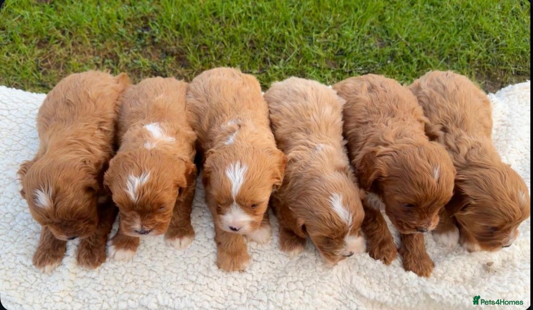 Cavapoo dogs for sale: Cavapoo Puppies - Advert 2