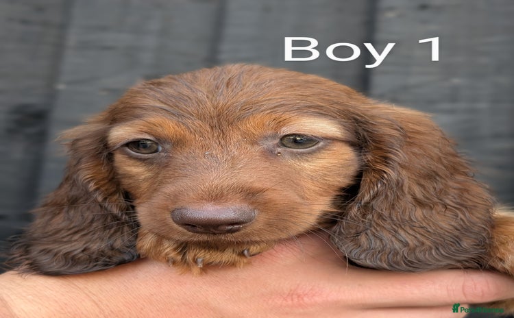 Miniature Dachshund dogs - Advert 11