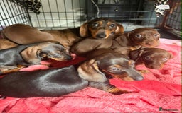 Dachshund dogs for sale: Beautiful dachshund puppies 2 girls 1 boy - Image 1