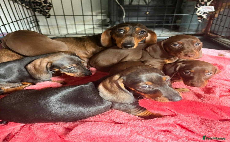 Dachshund dogs - Advert 2