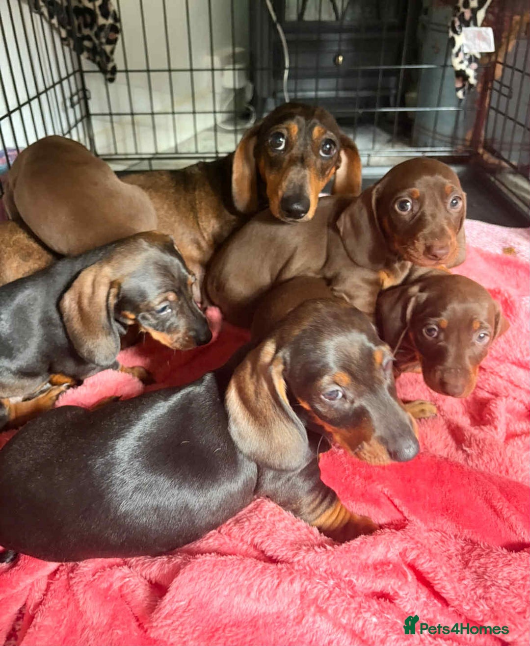 Dachshund dogs for sale: Beautiful dachshund puppies 2 girls 1 boy - Image 1