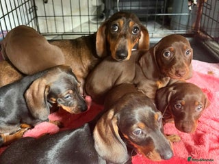 Dachshund dogs - Advert 17