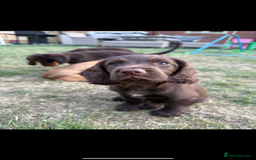 Cocker Spaniel dogs for sale: Cocker Spaniel Pups 🐶  - Image 1