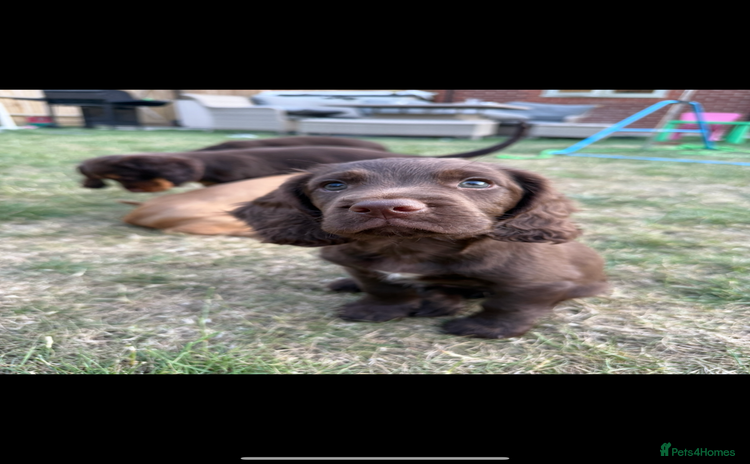 Cocker Spaniel dogs - Advert 1