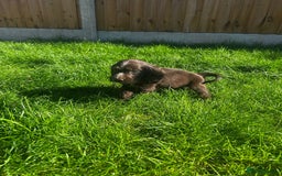 Cocker Spaniel dogs for sale: Show cocker spaniels  - Image 29