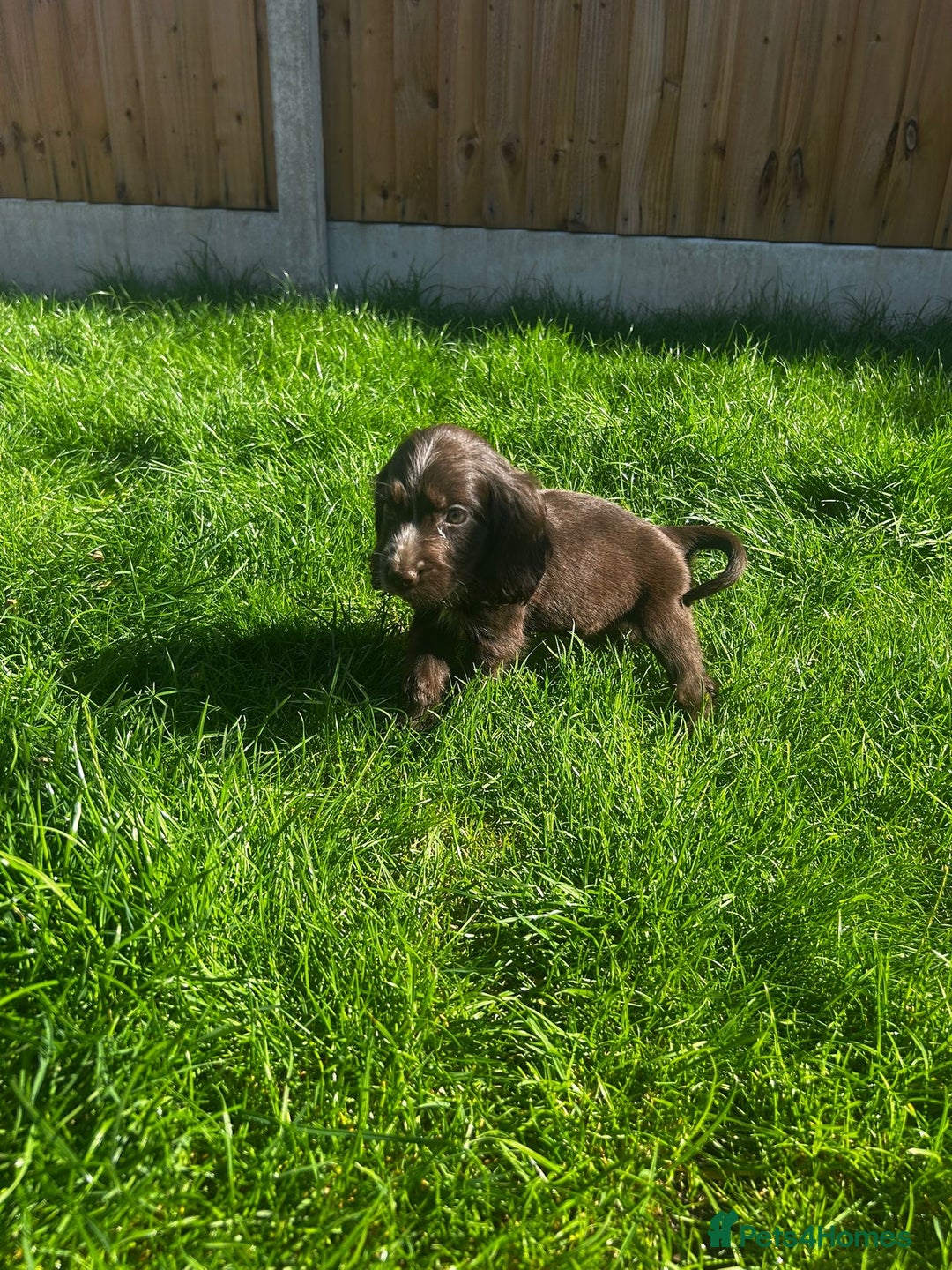 Cocker Spaniel dogs for sale: Show cocker spaniels  - Image 29