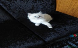 Ragdoll cats for sale: The most beautiful and adorable Ragdoll kittens  - Image 4