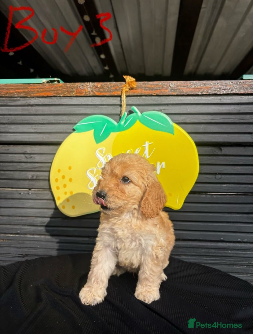 Cockapoo dogs STUNNING F1 RED COCKAPOO ready now! - Advert 2