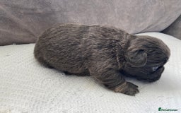 French Bulldog dogs for sale: French bulldogs puppy’s for sale - Advert 8