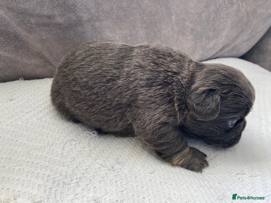 French Bulldog dogs for sale: French bulldogs puppy’s for sale - Advert 8