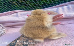 Mini Lop rabbits for sale: Mini lop bunnies  - Image 12