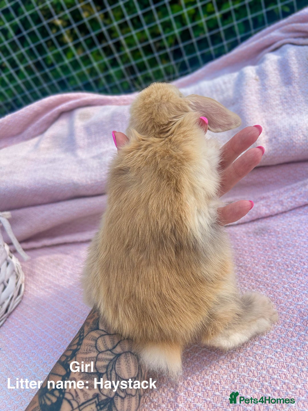 Mini Lop rabbits for sale: Mini lop bunnies  - Image 12