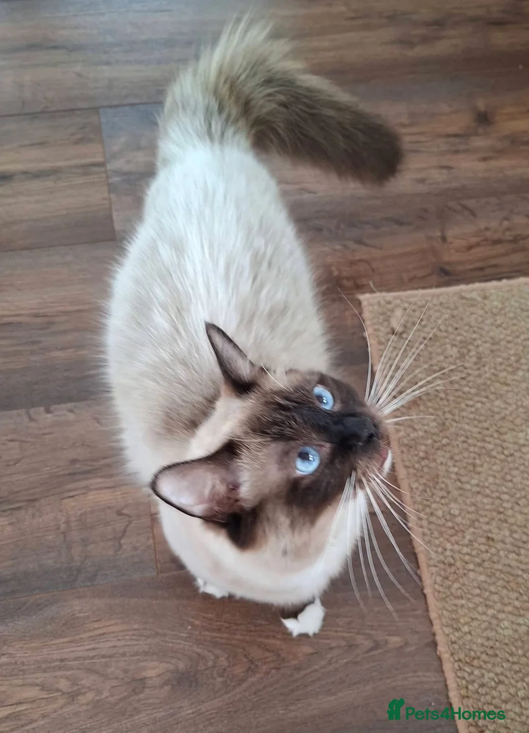 Ragdoll cats for sale: 😻ACTIVE 1yo QUEEN - GCCF for sale😻 - Advert 9