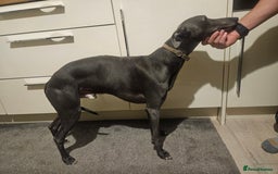 Whippet dogs for stud: Proven KC registered blue whippet for stud in Doncaster - Image 4