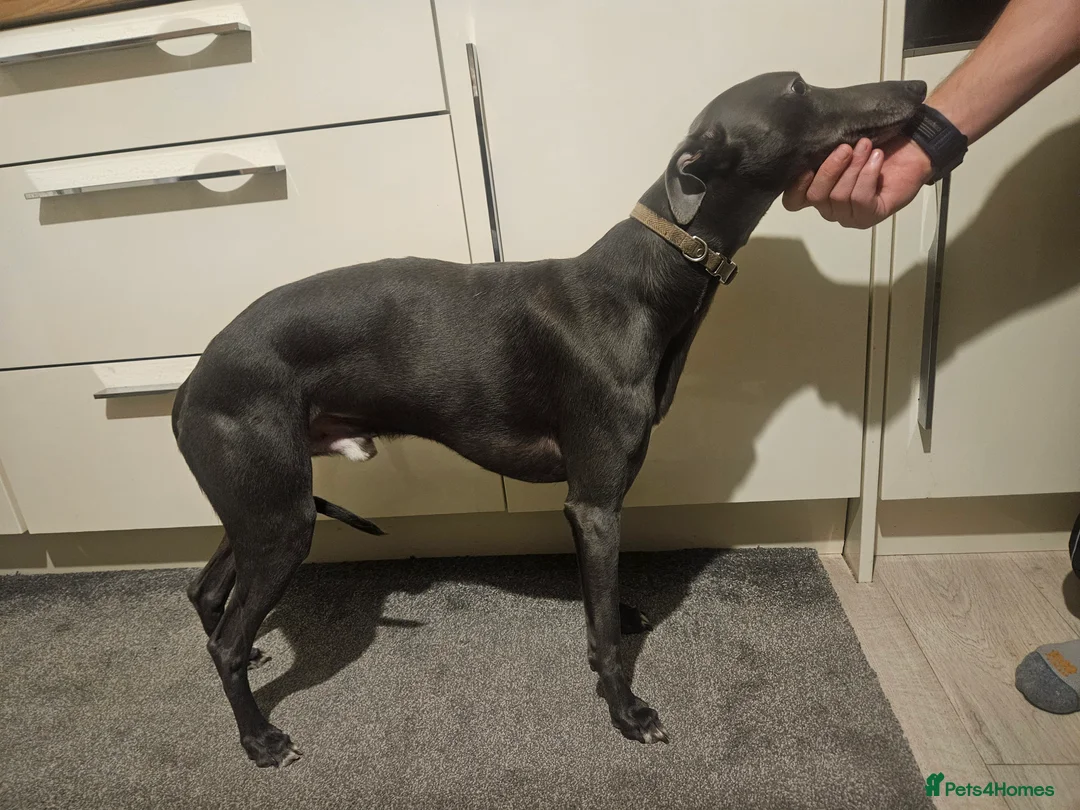 Whippet dogs for stud: Proven KC registered blue whippet for stud in Doncaster - Advert 6