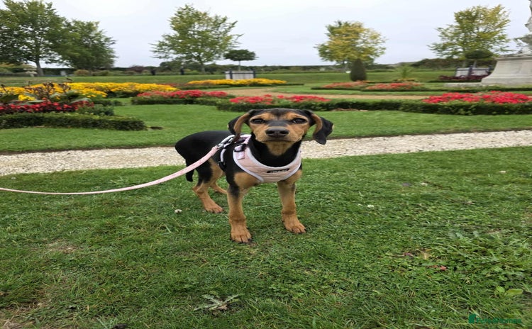 Mixed Breed dogs - Advert 4