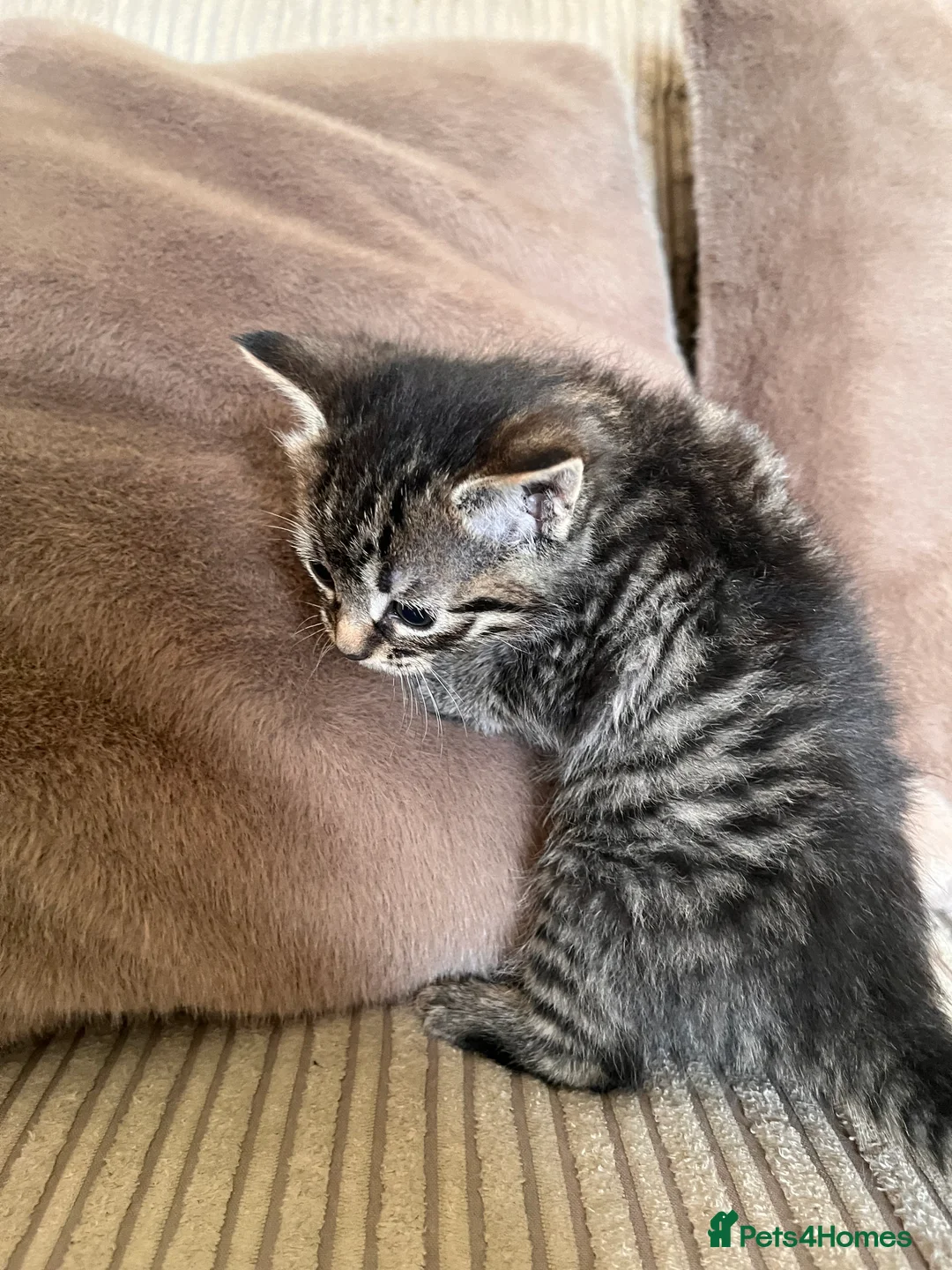Mixed Breed cats for sale: Grey and black striped kittens For Sale - Advert 12
