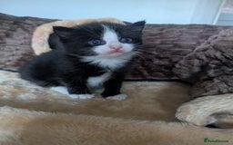Mixed Breed cats for sale: Beautiful mix breed kittens ready from 26th - Advert 5