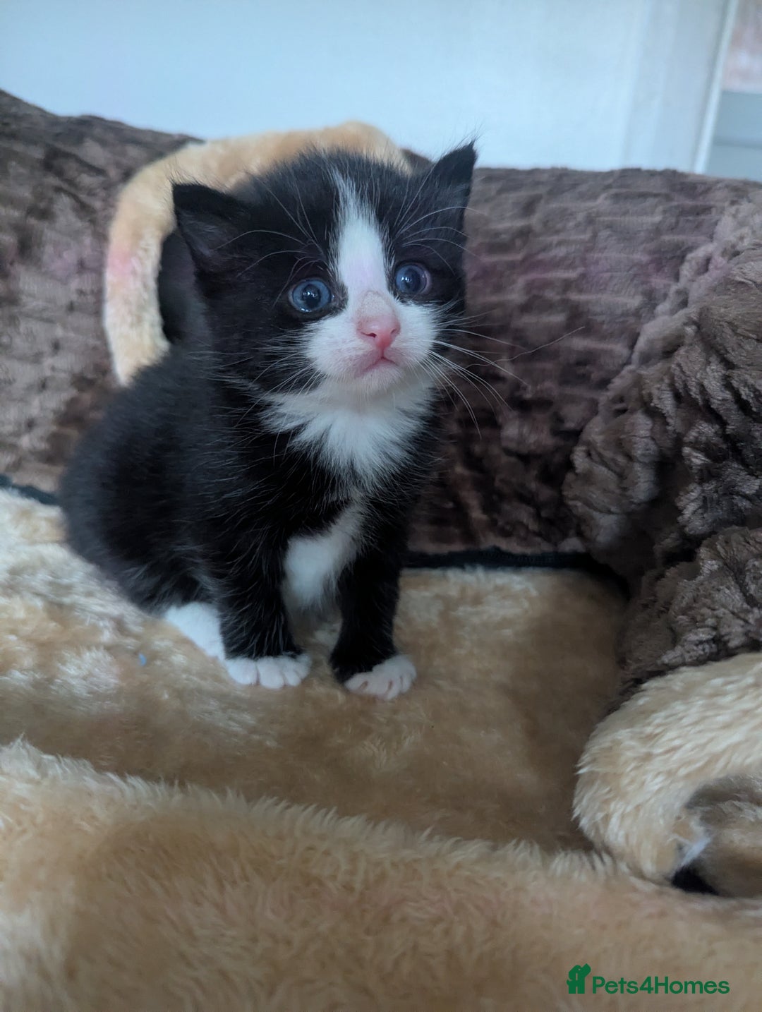 Mixed Breed cats for sale: Beautiful mix breed kittens ready from 26th - Advert 5