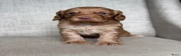Cocker Spaniel dogs for sale: BEAUTIFUL KC COCKER SPANIEL PUPPIES  - Advert 11